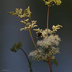 Abendhummel