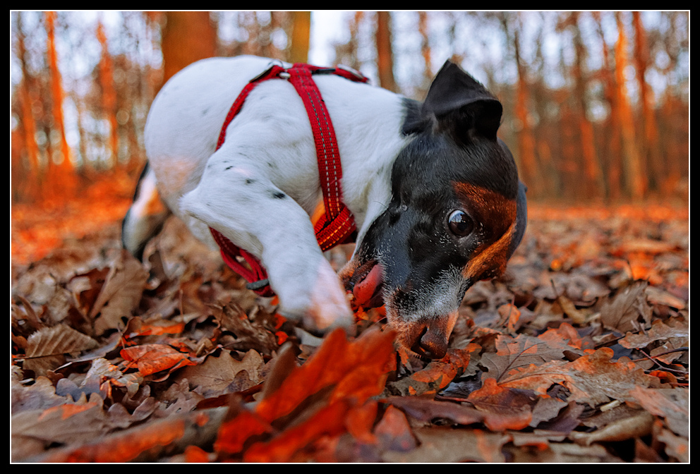 Abendhund