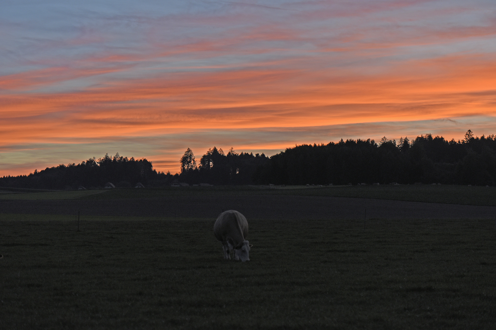 Abendidylle am Schüpberg