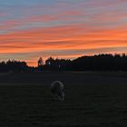 Abendidylle am Schüpberg