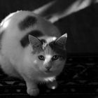 Abendkatze
