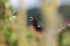 Abendkonzert der Amsel