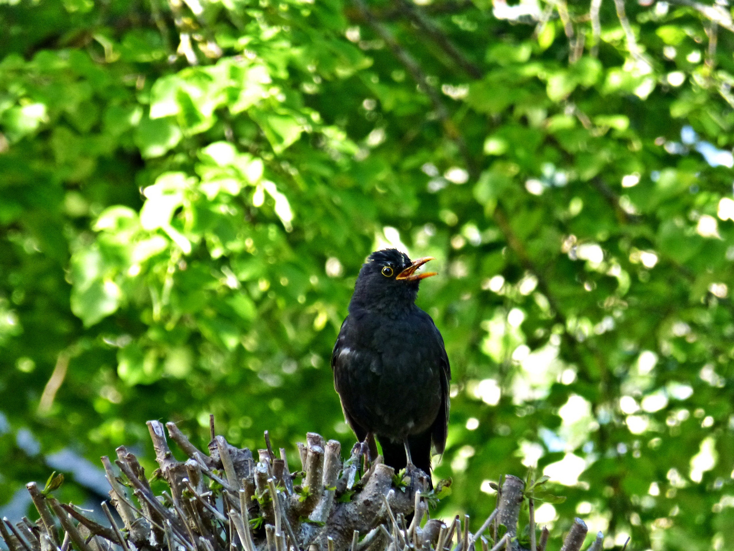 ABendkonzert der Amsel