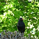 ABendkonzert der Amsel