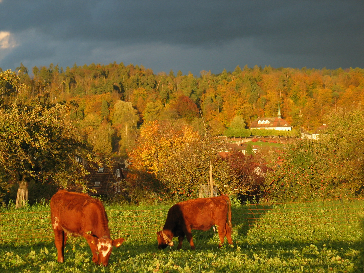 Abendkühe