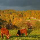 Abendkühe