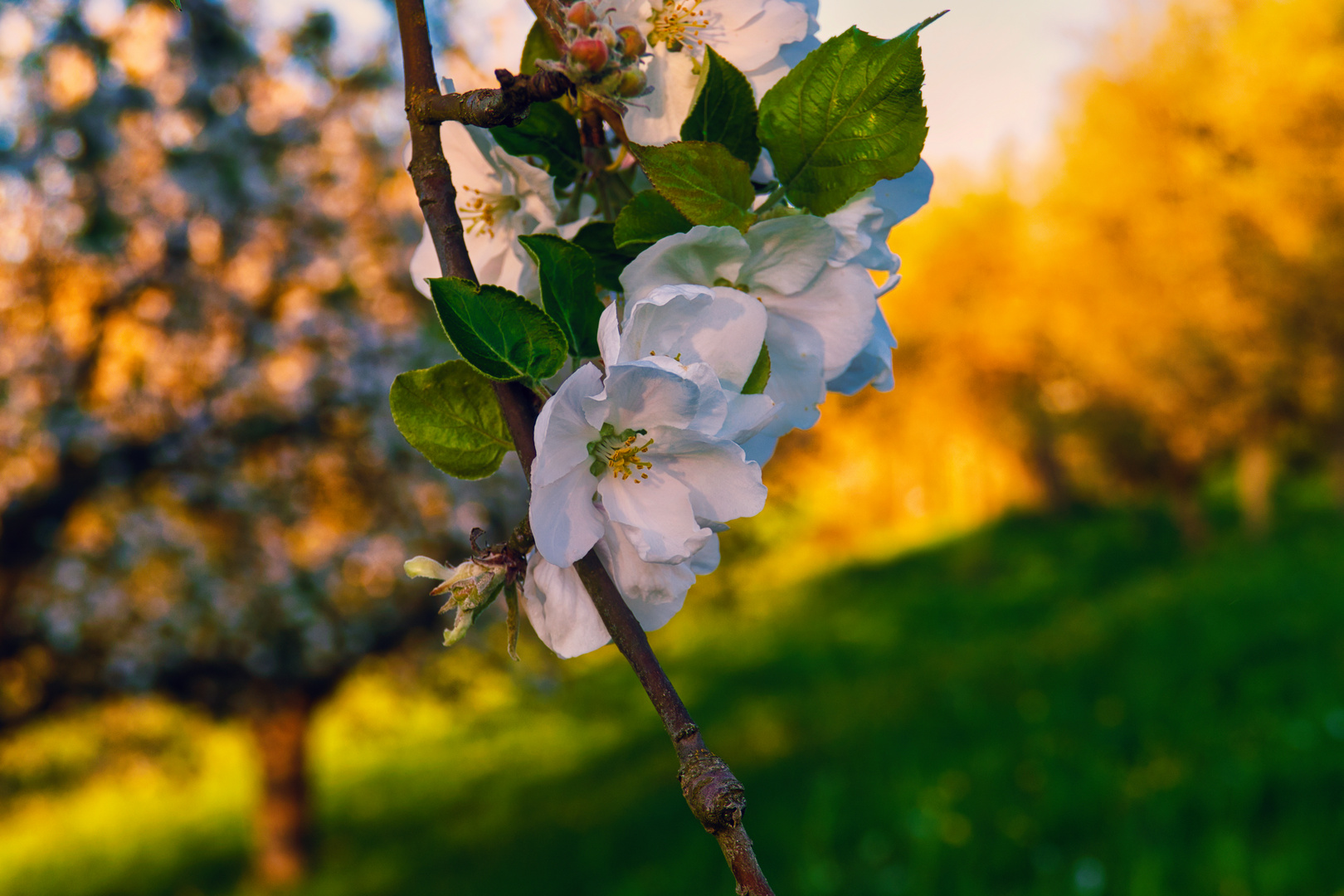 Abendleuchten in der Streuobstwiese...