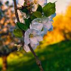 Abendleuchten in der Streuobstwiese...