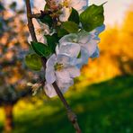 Abendleuchten in der Streuobstwiese...