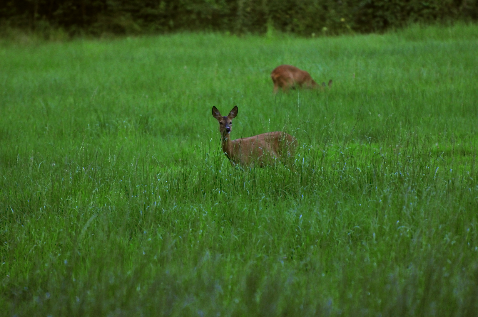 Abendliche Äsung