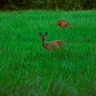 Abendliche Äsung