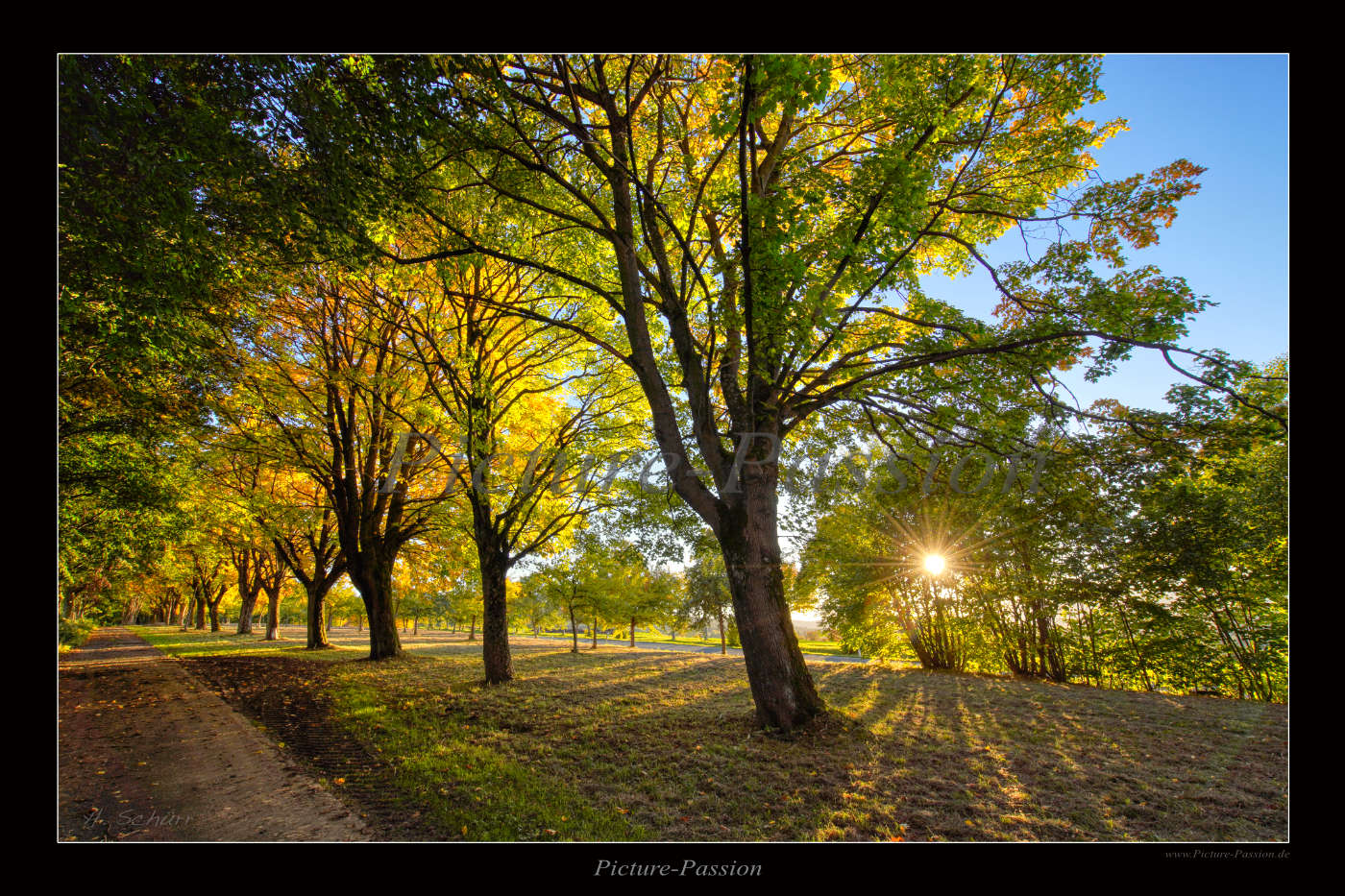 Abendliche Allee