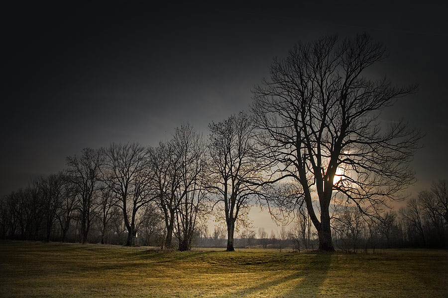 Abendliche Baumreihe