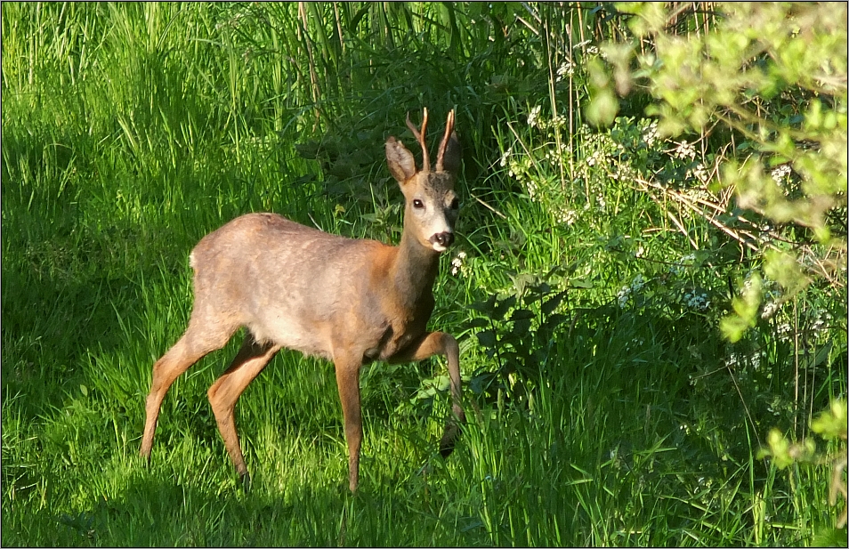 Abendliche Begegnung