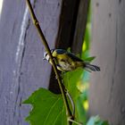 Abendliche Besucher auf dem Balkon 2