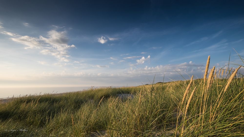 Abendliche Dünenlandschaft