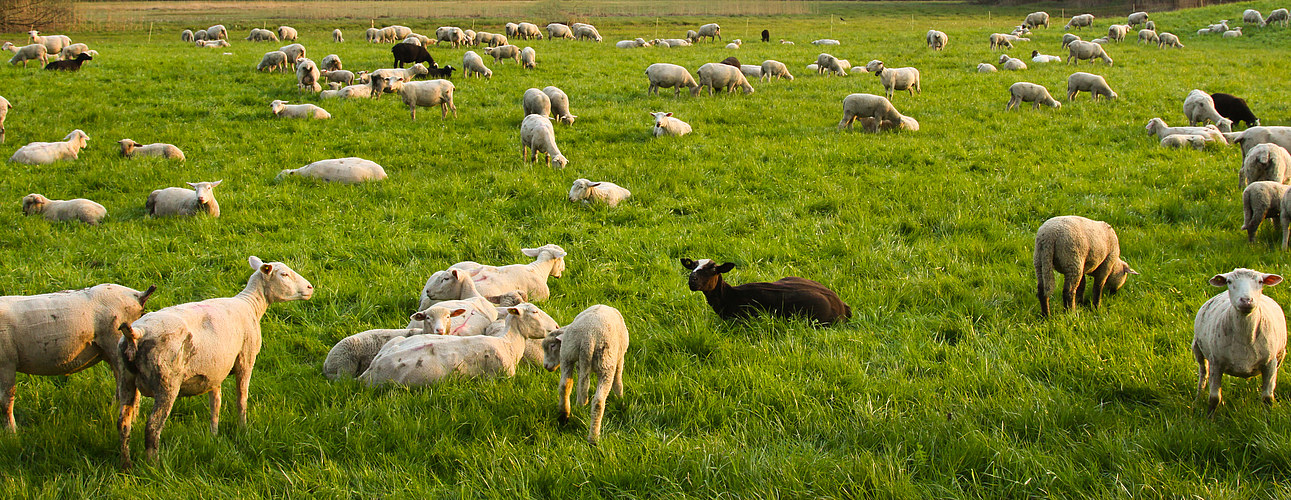 abendliche Gelassenheit