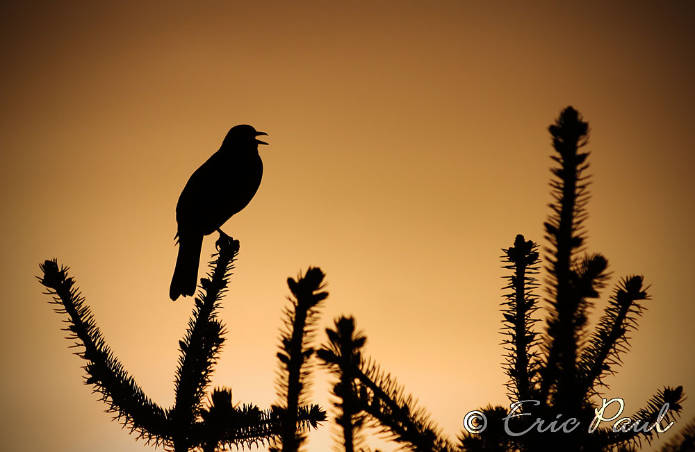 Abendliche Gesänge