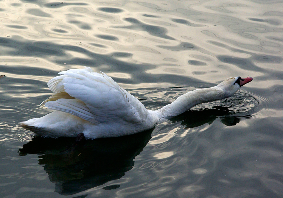 ..abendliche Gymnastik auf dem alten Neckar....Übung : STRECKEN