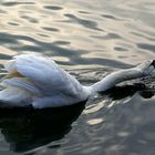 ..abendliche Gymnastik auf dem alten Neckar....Übung : STRECKEN