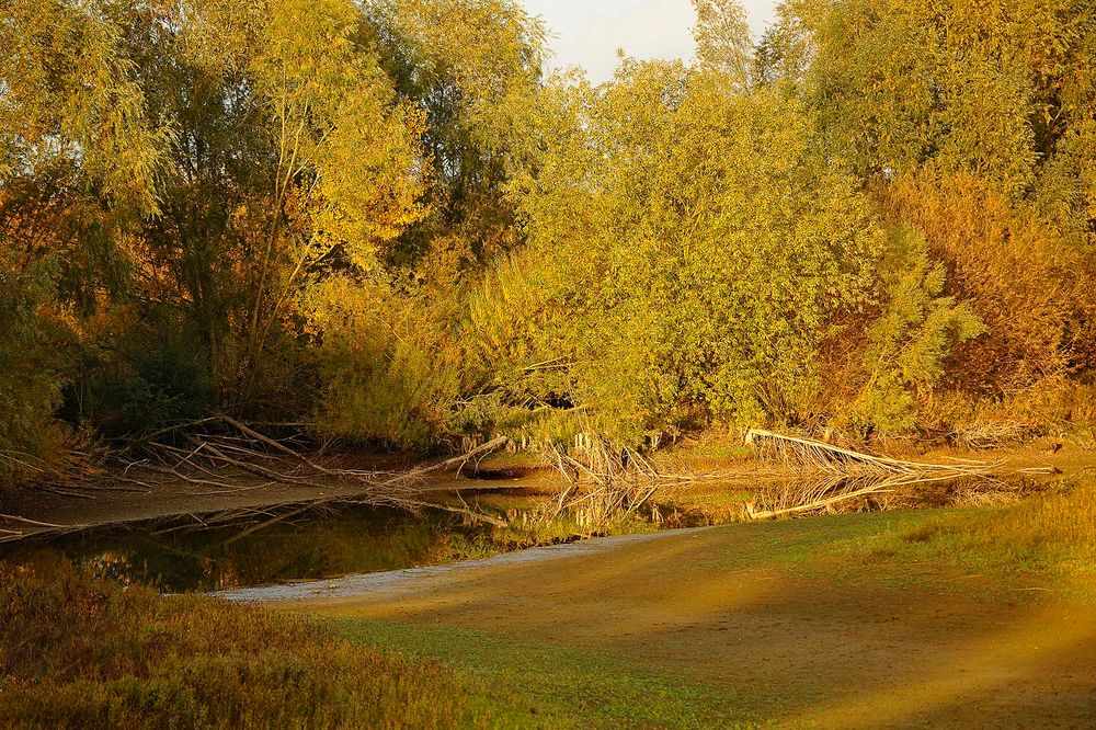 Abendliche Herbstlandschaft in der Lippeaue bei Lippetal