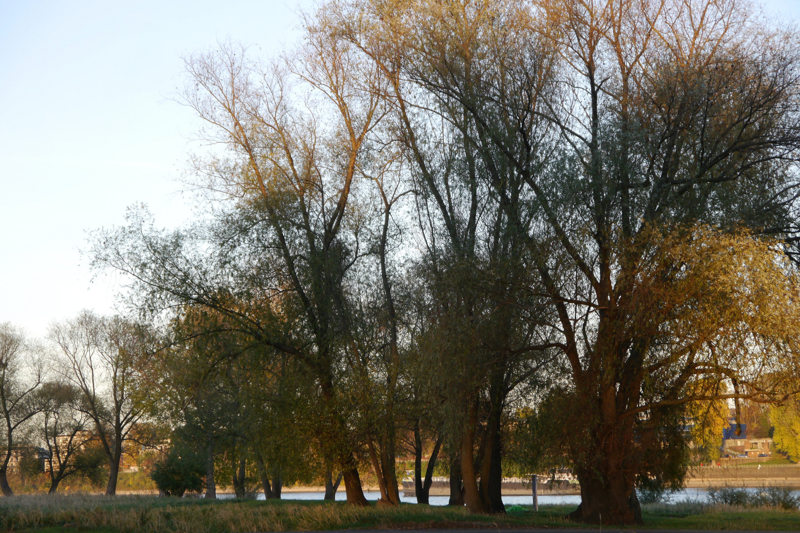 Abendliche Herbststimmung am Rhein