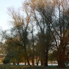 Abendliche Herbststimmung am Rhein