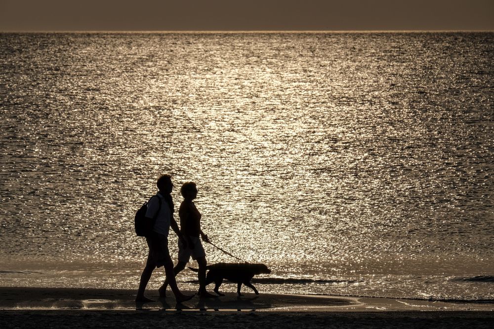 Abendliche Hunderunde