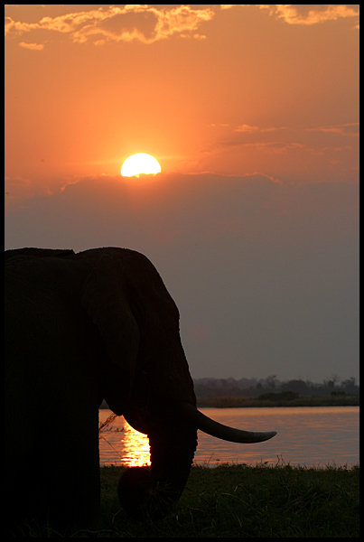 Abendliche Idylle am Chobe River