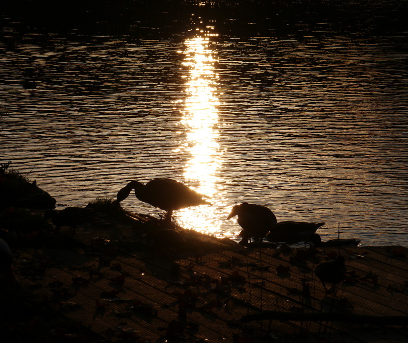 abendliche Idylle am Weyer