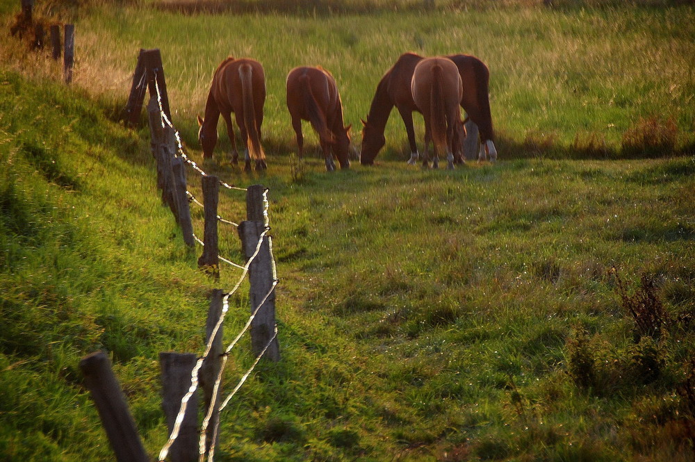 Abendliche Idylle