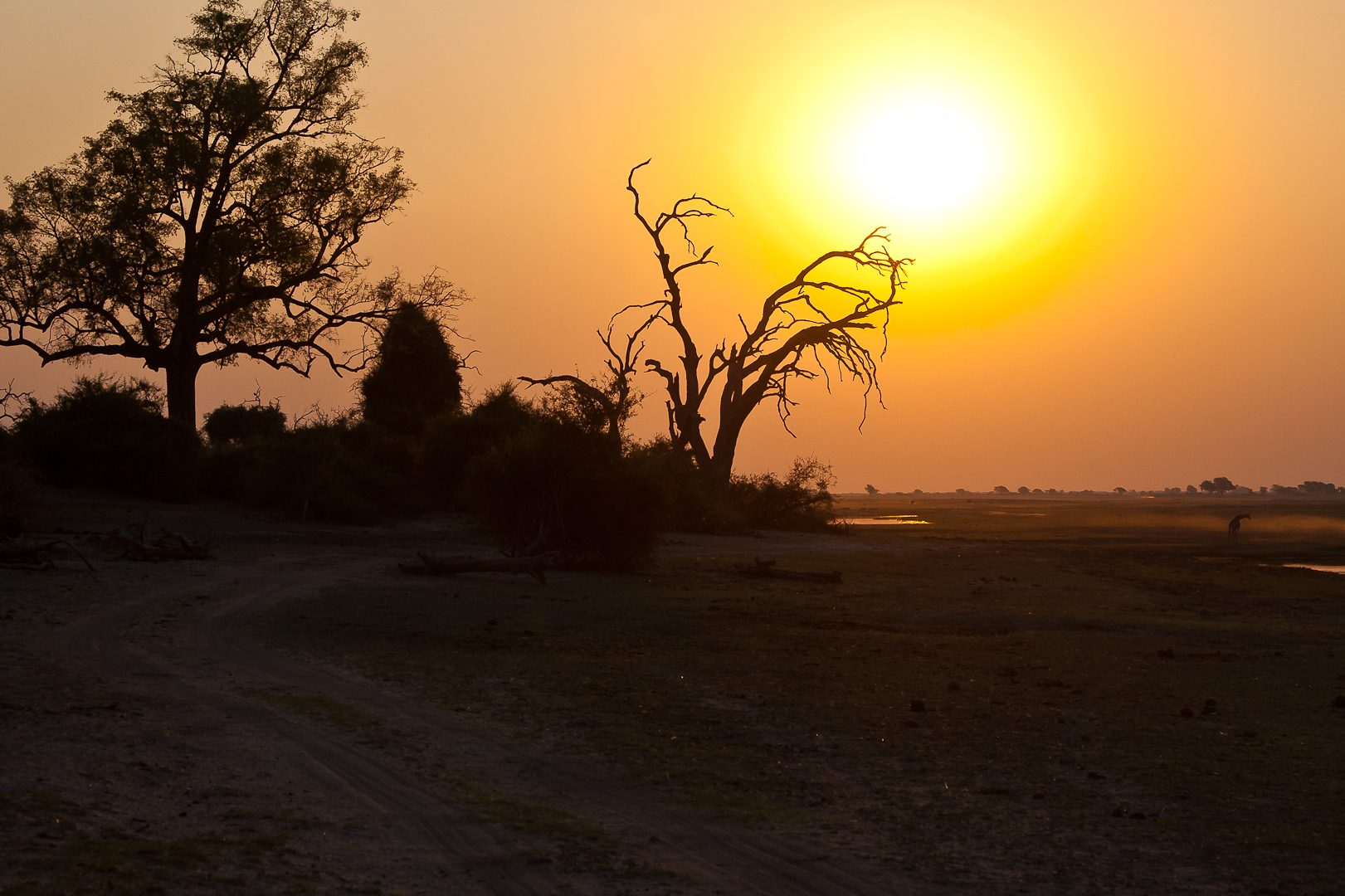 Abendliche Idylle im Chobe Nationalpark