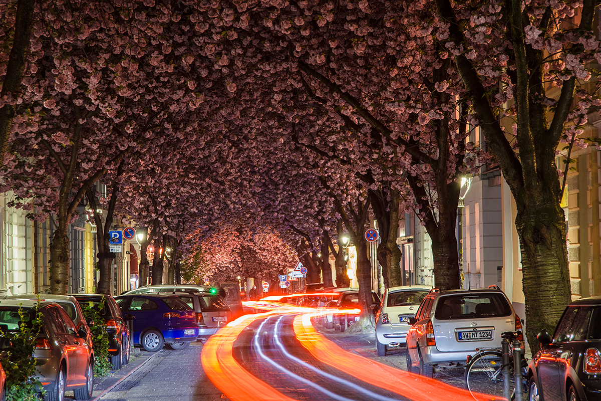 abendliche Kirschblüte in der Bonner Altstadt