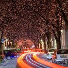 abendliche Kirschblüte in der Bonner Altstadt