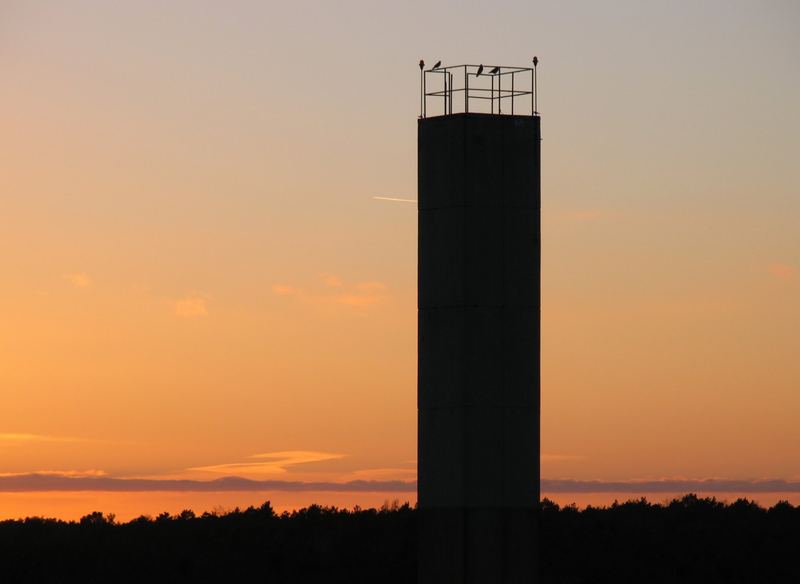 Abendliche Krähenrast