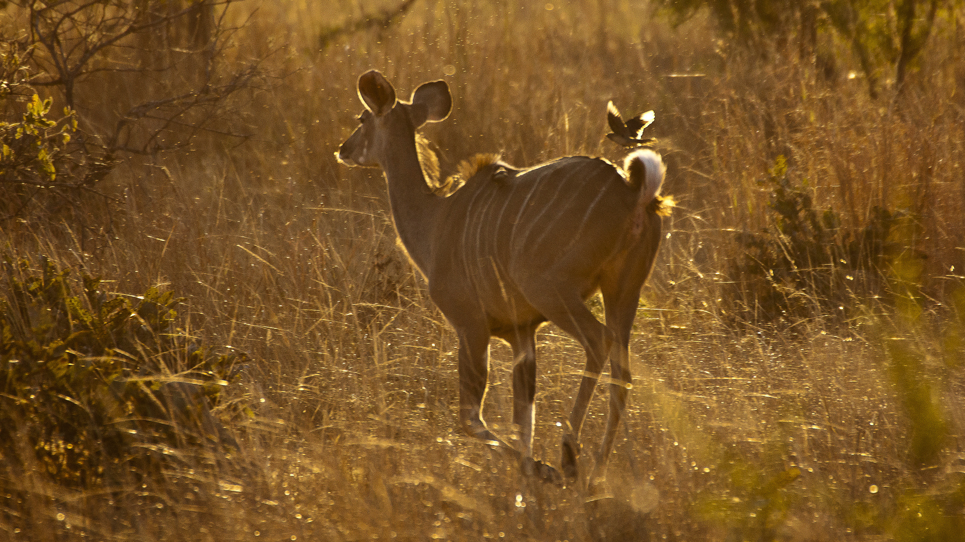 Abendliche Kudujagd im Kafue NP