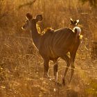 Abendliche Kudujagd im Kafue NP