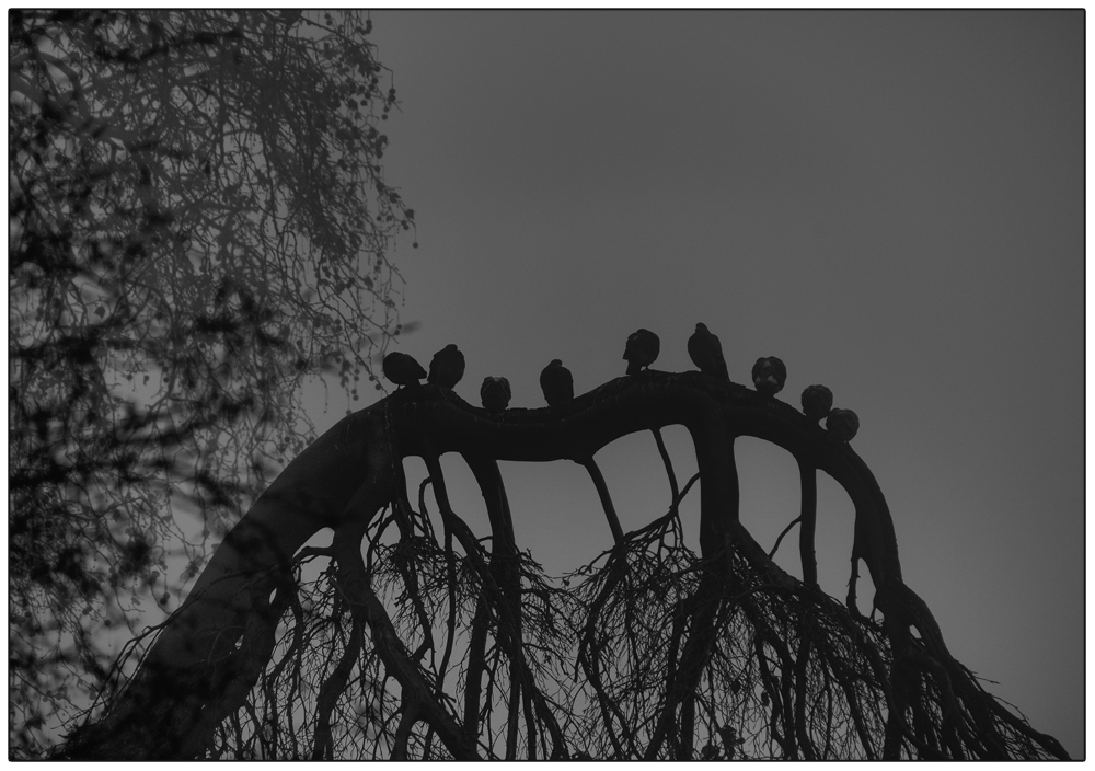 Abendliche Nebelstimmung im Hydepark / London