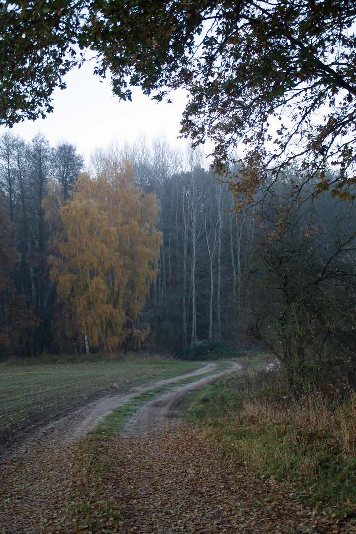 Abendliche Novemberwege