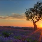 Abendliche Provence