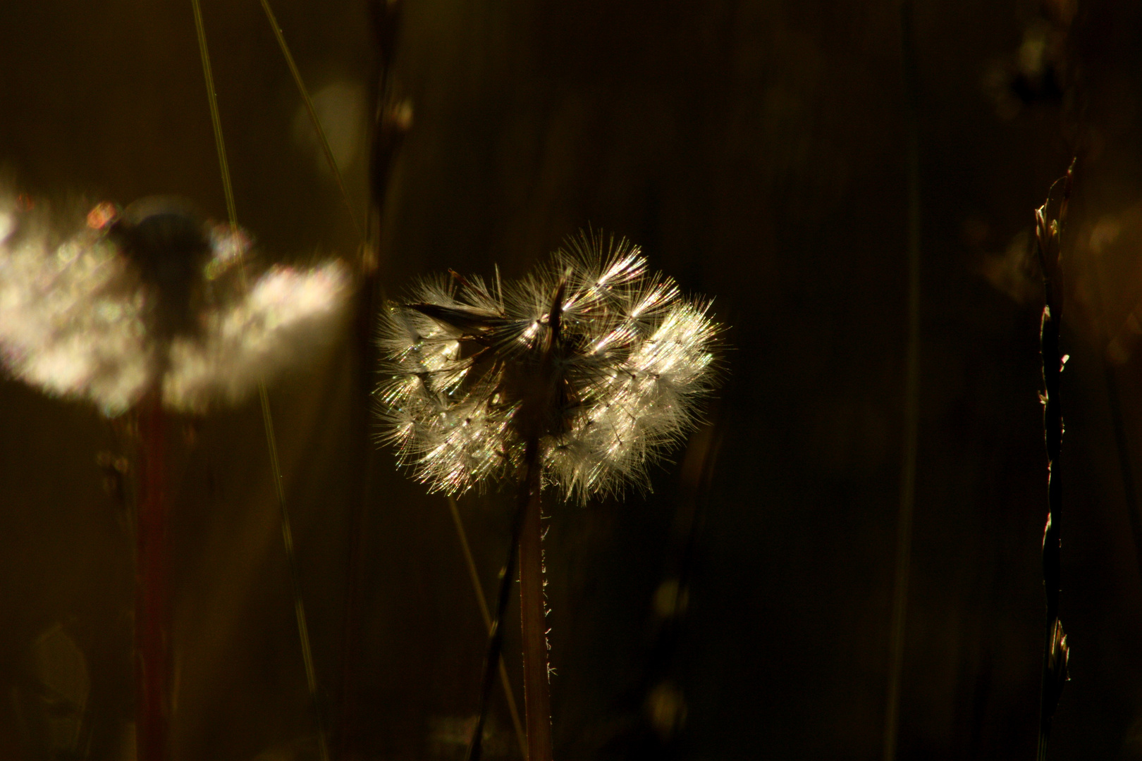 Abendliche Pusteblume