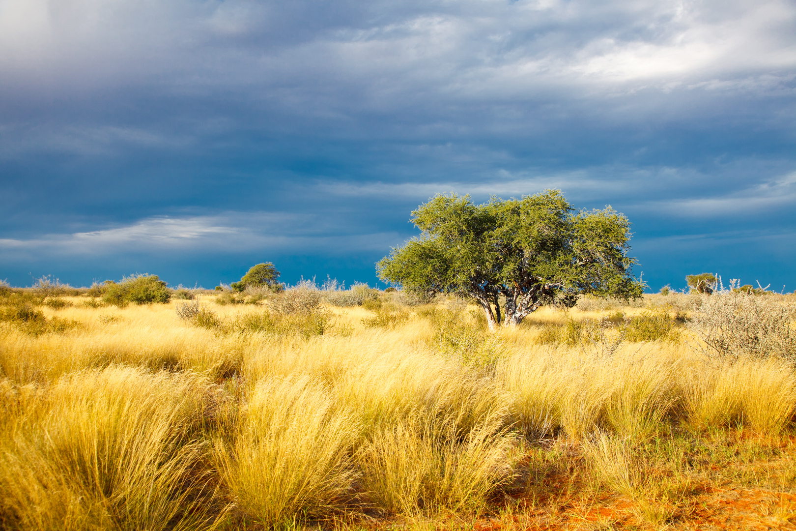 Abendliche Savannenlandschaft