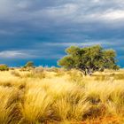 Abendliche Savannenlandschaft