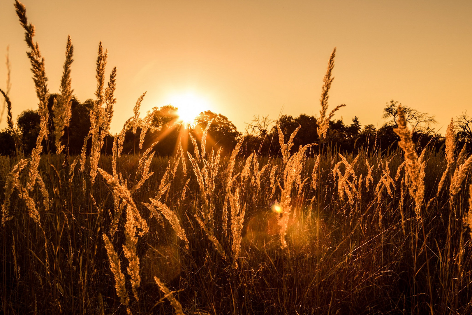 Abendliche Sonne