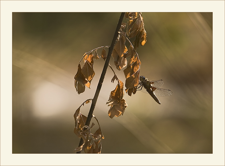 Abendliche Sonnenbank