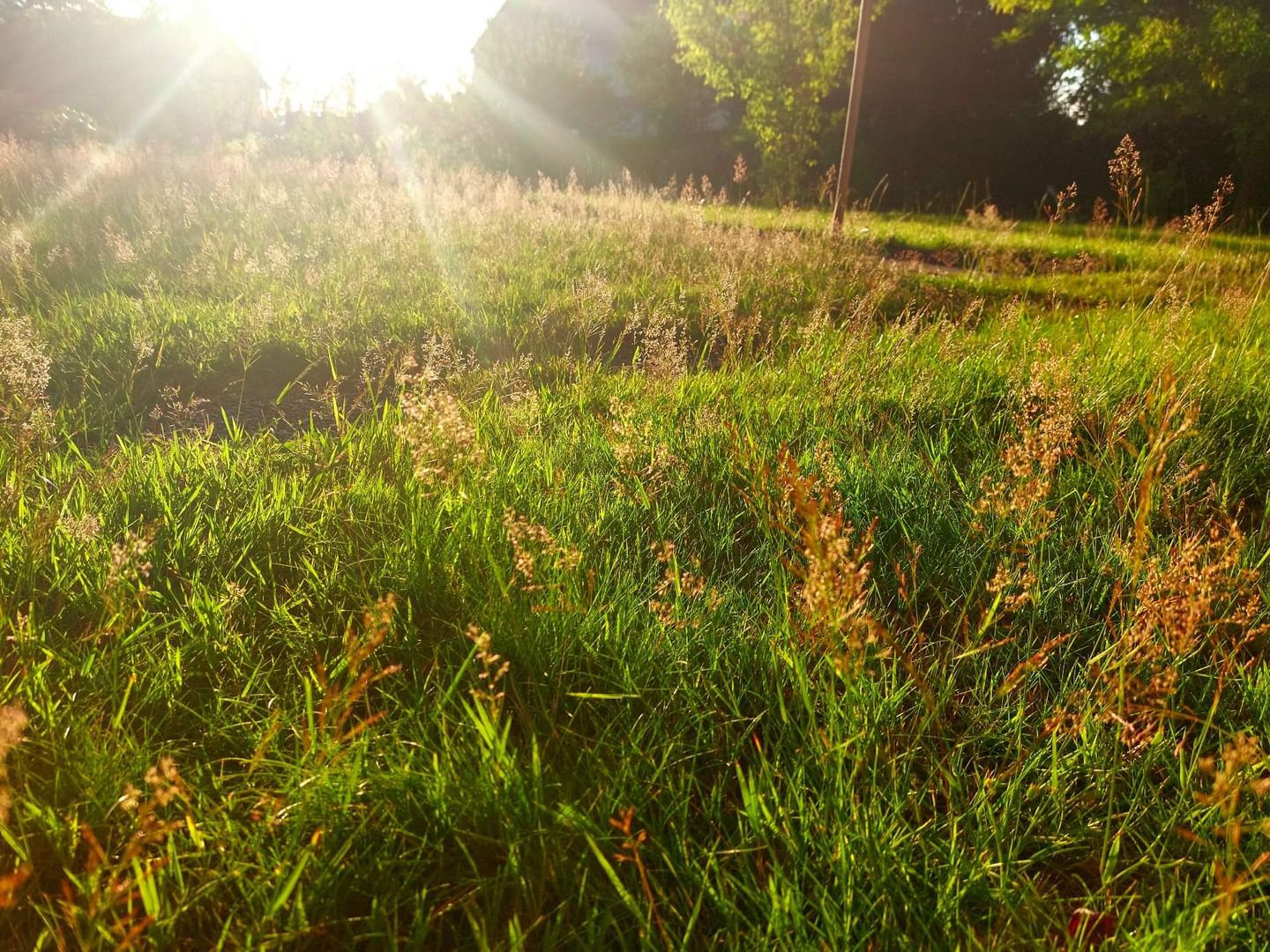 ABENDLICHE SONNENSTRAHLEN 