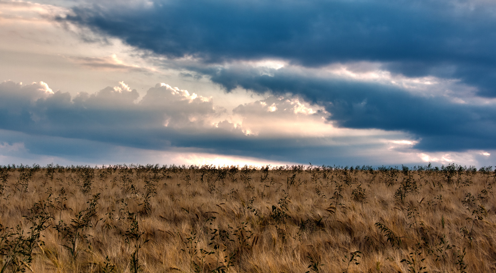 Abendliche Stimmung im Kornfeld