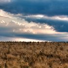 Abendliche Stimmung im Kornfeld