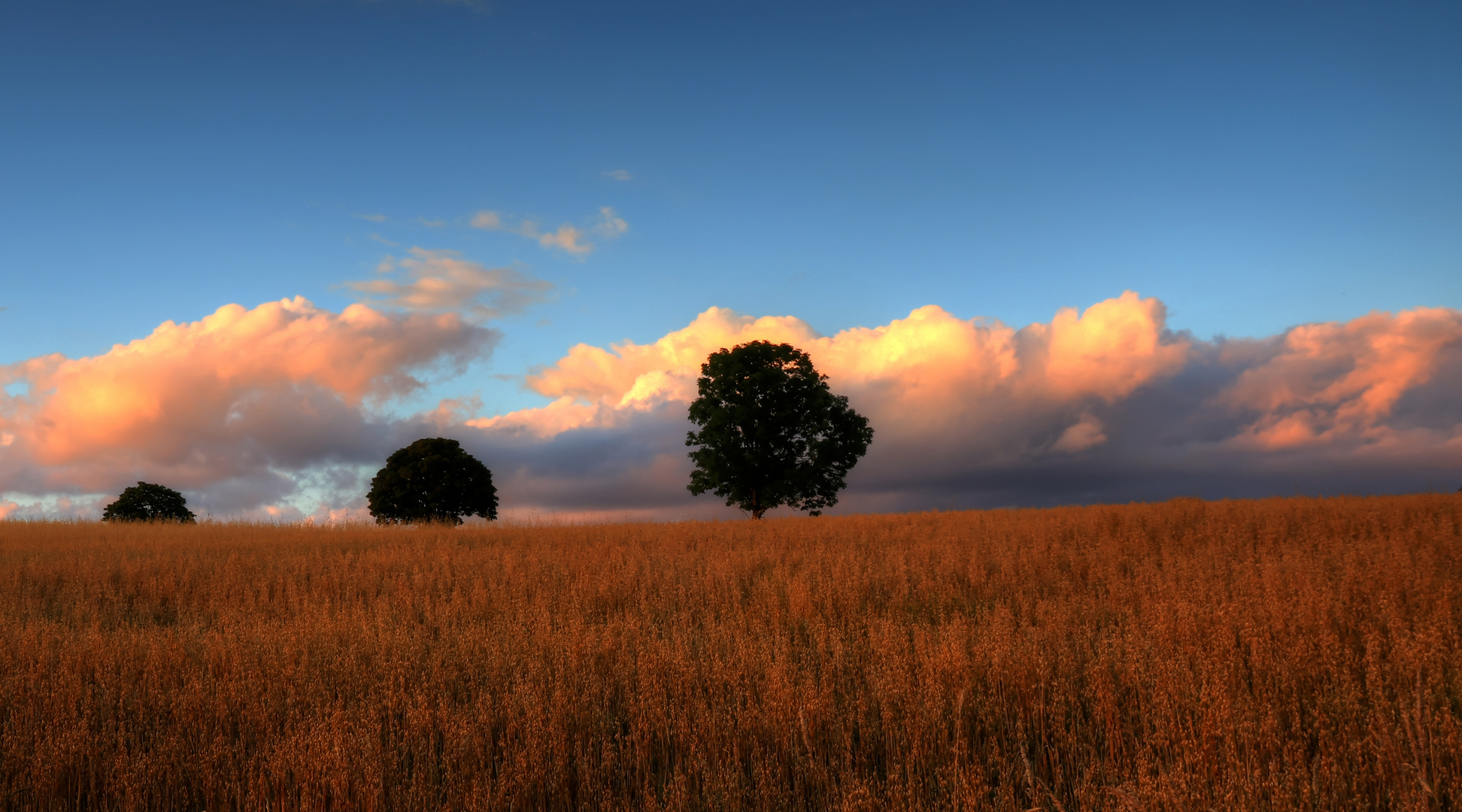 Abendliche Stimmung über dem Kornfeld