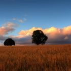 Abendliche Stimmung über dem Kornfeld